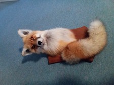 Beautiful Taxidermy Red Fox  Wall Mount Man Cave Den Mount