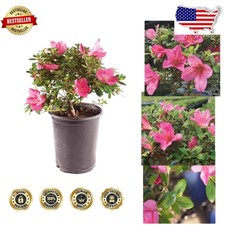 Stunning Satsuki Azalea Bonsai - Live Outdoor Plant, Pink Blooms, USA Farmed