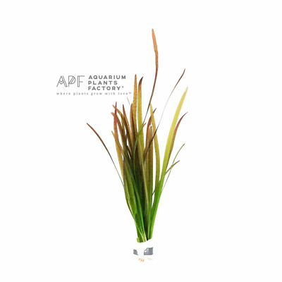 Vallisneria spiralis 'Leopard' | Aquarium Plants Factory 