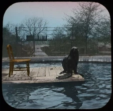 HAND COLOURED ANTIQUE Magic Lantern Slide SEA LION C1890 VICTORIAN PHOTO ZOO