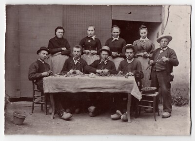 Photo old vines 1910 branch graft winemaker wine Beaujolais