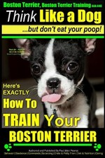 boston terrier eating poop