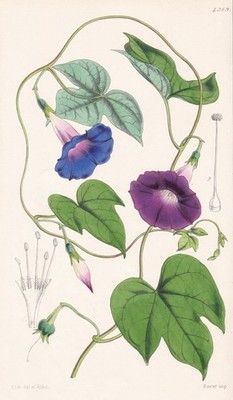 Pharbitis Cathartica South America Botanik flower botany lithograph Curtis 4289
