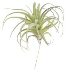 Artificial Pineapple Grass Air Plants Flocking Tillandsia Bromeliad Ornament
