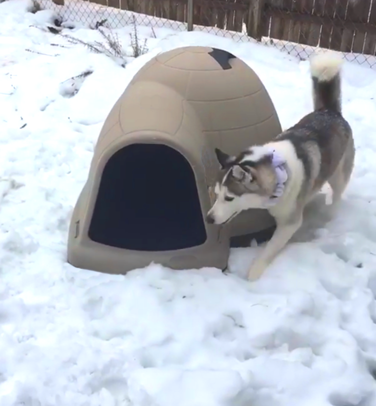 Igloo Dog Houses for Large Pet Insulate Kennel Up to 48 lbs