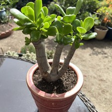 Jade Plant Crassula Ovata Money Tree 8  Tall X 6  Wide Healthy Blooms White