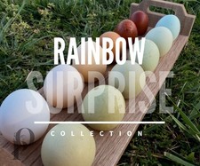 Rainbow Surprise Collection - Hatching Chicken Eggs 6+ 