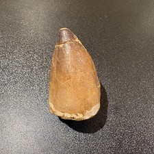 Large Mosasaur Tooth Fossil 50mm Genuine Morocco Cretaceous Display Specimen