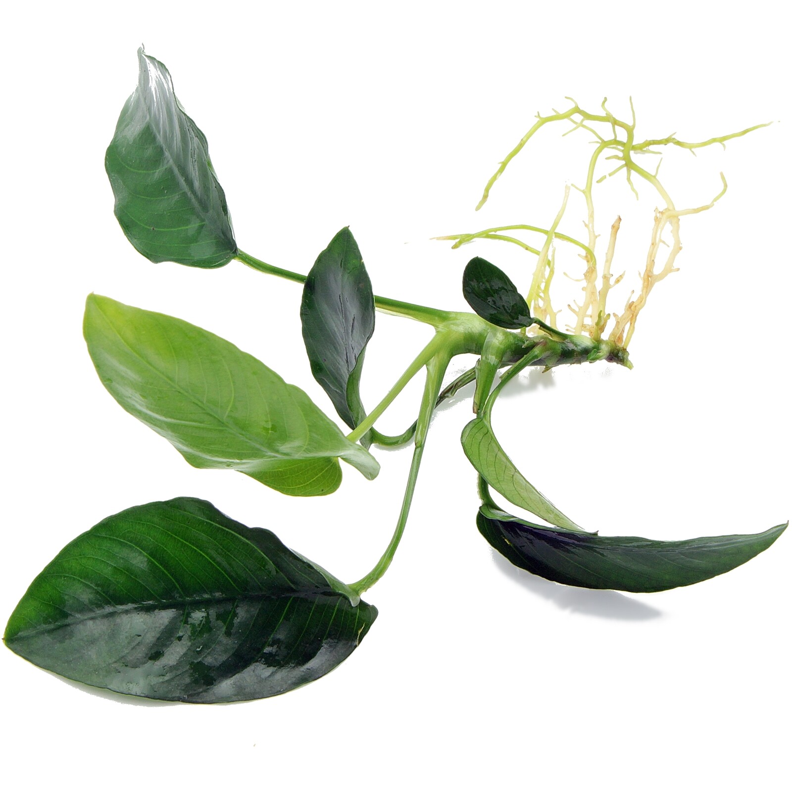 ANUBIAS NANA rooted plant for wood bogwood Live Aquarium Aquatic Plants K2AQUA