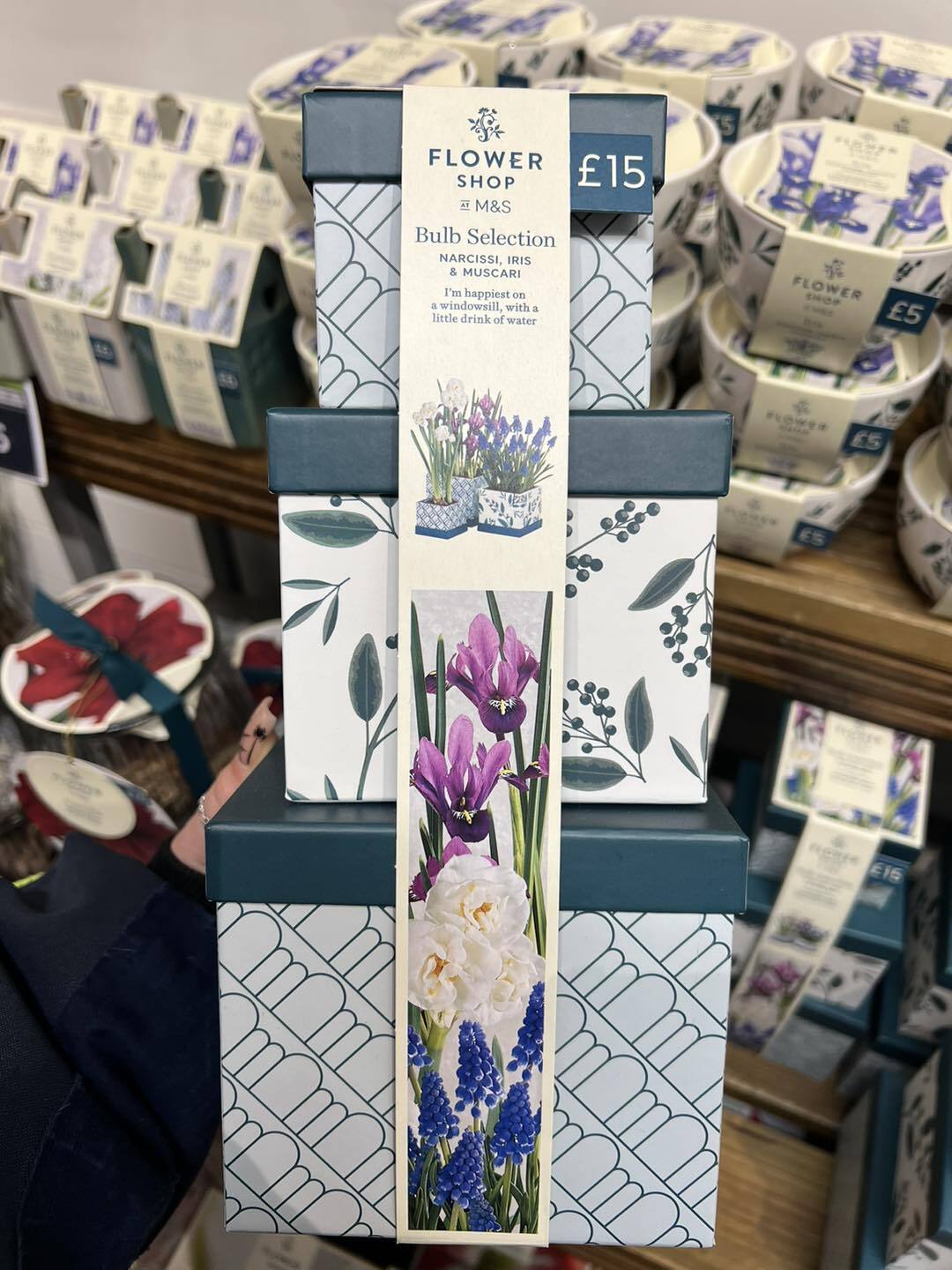 M&S Easy to Grow Bulb Selection Flower Kit eBay