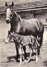 HORSE Postcard  *  Pferd  *  Araber  *** Postkarte  #PL02RARE