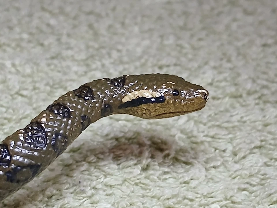 Vie sauvage Wild Life SCHLEICH 2016 - Serpent python ou boa - Photo 2/4