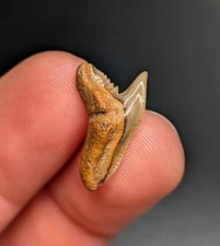 Gorgeous Orange Tiger Shark Tooth Inland South Carolina Gem