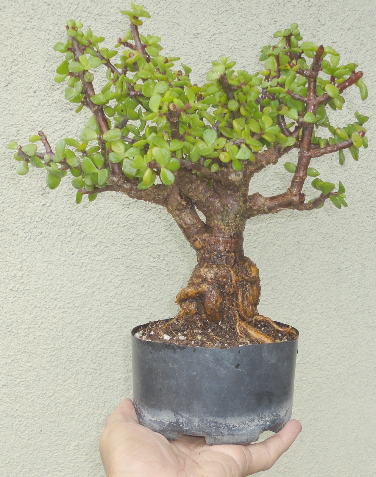 Cork Bark Jade Pre Bonsai Dwarf Big Fat Huge Sum Trunk Portulacaria