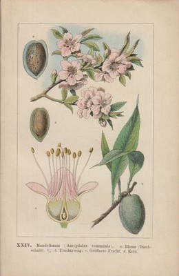 Lithographie - Kunstdruck - 1894 : Mandelbaum (Amygdalus communis). Blume, Fruch