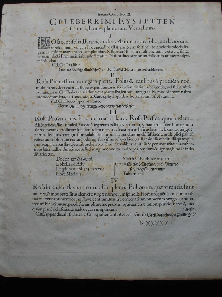 Basilius Besler: Rosen 1613/Roses, Hortus Eystettensis, Print Kupferstich - Bild 4 von 4