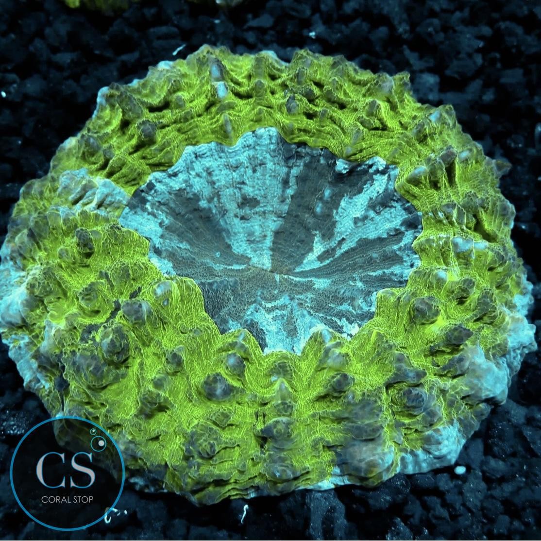 CS LARGE BLUE CENTER ACANTHOPHYLIA - WYSIWYG LIVE CORAL