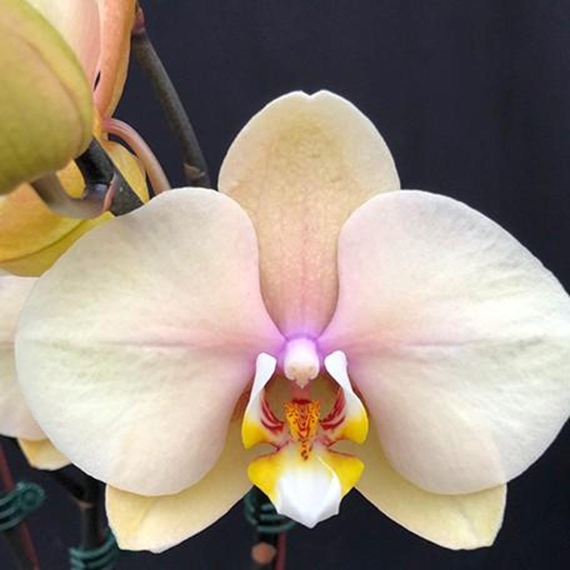 Phalaenopsis Foison Dawnlight j9218 2.5" IN SPIKE!