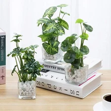 Decorative Artificial Clover and Taro Plants in Glass Vase w/Stones, Set of 3