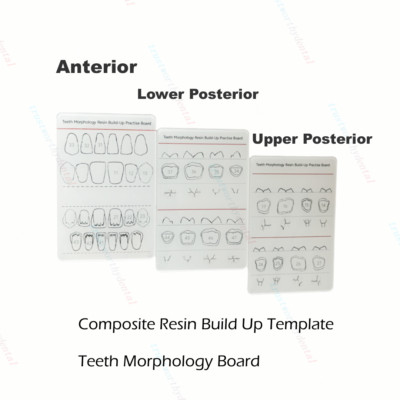 Dental Board Teeth Morphology Composite Build Up Practise Template White Model
