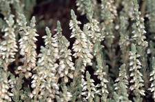 Scottish Heather 'Velvet Fascination' | 9cm Pot | Silver Foliage