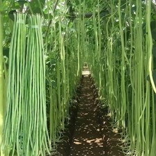 Yard long bean seeds - Light Green - Non GMO - 24 Seeds