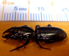 Big-Headed Ground Beetle Scarites subterraneus Carabidae Coleoptera SE TX E240