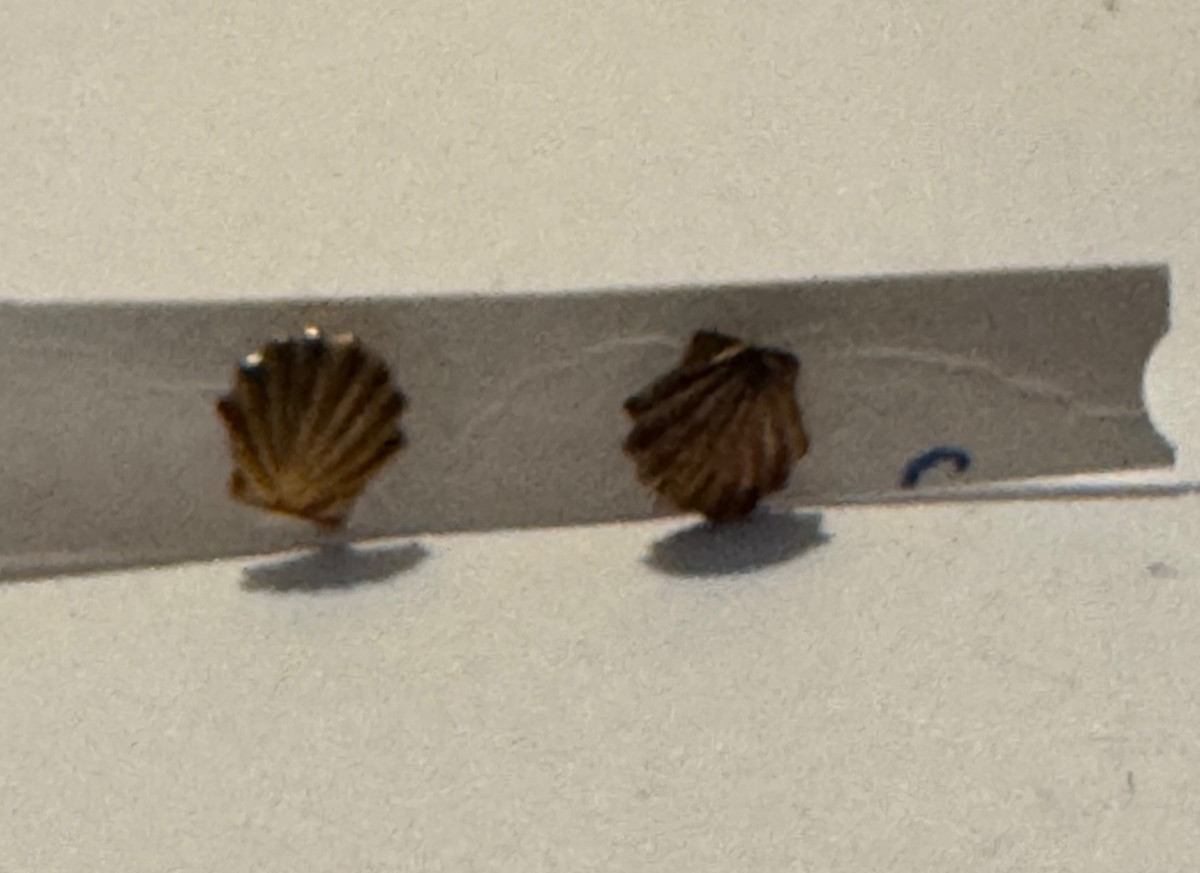 Tiny 14K Gold Shell Design Stud Earrings - image 1