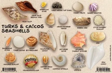 Turks & Caicos Seashells Guide Card