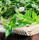 Minzsamen Gemüsesamen Würzkräuter Spearmint-Minze aromatisch Семена мяты