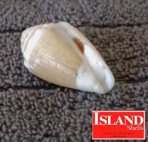 Conus Doreensis #1 27.0mm BIG! GORGEOUS BEAUTY with operc from Australia