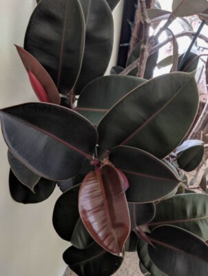 14 in. Tall to 21 in. Tall Ficus Elastica Burgundy Live Rubber Plant Houseplant