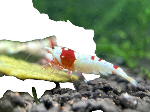 Oceanagik Live Phytoplankton Blend - Tetra x Nanno Philippines | Ubuy
