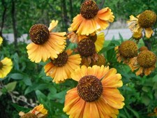 20 X HELENIUM AUTUMNALE SAHINS SEEDS SELF SEEDING  PERENNIAL YELLOW
