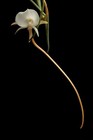 Angraecum pseudofilicornu BLOOMING SIZE, PENDANT, GRACEFUL, ORCHID SPECIES — photo 1