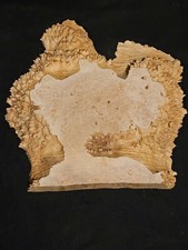 Premium Live Edge Maple Burl thick Slab