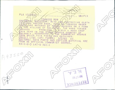 how much tobacco can you bring back from bulgaria 1962 Galabova Bulgaria Rows of Tobacco under Hoops Watered by Women Press  Photo