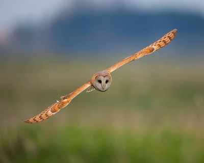 Barn Owl Bird 8 X 10 8x10 Glossy Photo Picture Image 31 Ebay