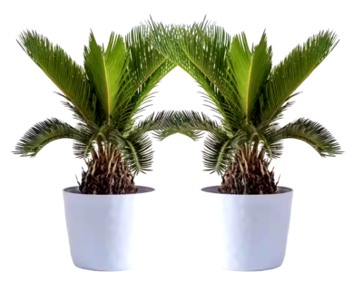 house plants delivered House Plants For Pickup & Delivery