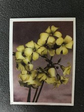 Tobacco Card, UTC, OUR SOUTH AFRICAN FLORA, 1940, Yellow Sorrel, #50