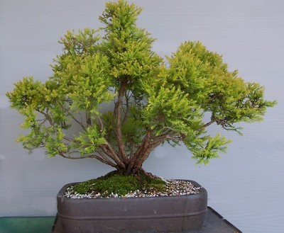 Lawson's Cypress - Chamaecyparis Lawsoniana - 50 Seeds - Hedging or bonsai  | eBay UK