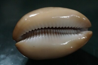  Cypraea Ventriculus 51 mm F  +++ high QUALITY  nice high DARK MARGIN ON SIDE   