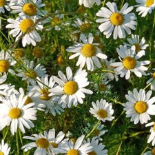 x3 HERB CHAMOMILE (ANTHEMIS NOBILIS) – 3 Plug Plants!