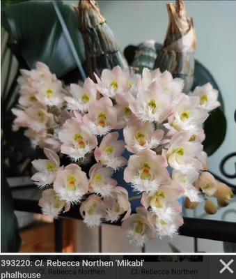 #ad #ad Clowesia Rebecca Northern #x27;Mikabi#x27; Blooming size plants. Nice clones. Wonderful $45.00