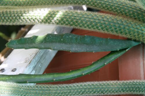 (1) Drachenfrucht wurzellos schneiden ~ Halleyschen Komet ~ rotes Fleisch 8 Zoll Pitahaya Hylocereus - Bild 5 von 8