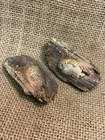 Dug Civil War Shot Spencer Bullet Encased In Wood Recovered From Gravelly Run Va