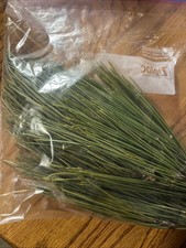 PINE NEEDLES Norway Red Pine 4 Ounces Oz Long Leaf Freshly Gathered Free Ship