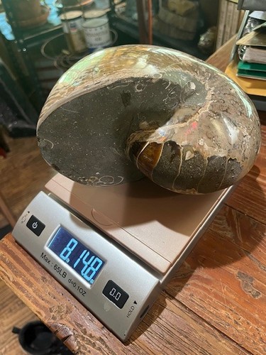 8lb 14oz  Awesome nautilus Natural ammonite fossil Specimen from Madagascar