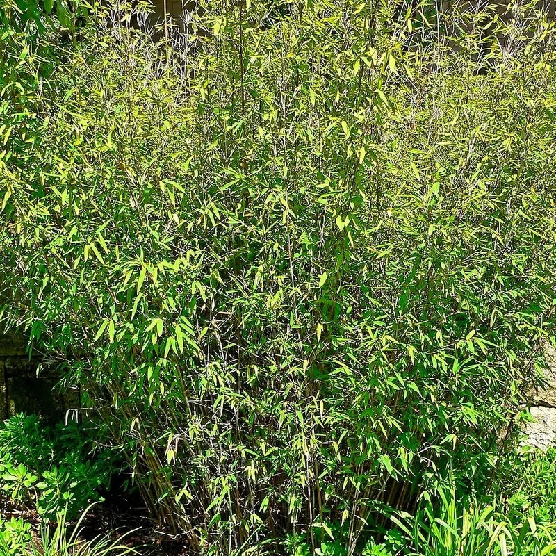 Bambou cespiteux Fargesia Great Wall brise-vue naturel sans barrière de rhizome