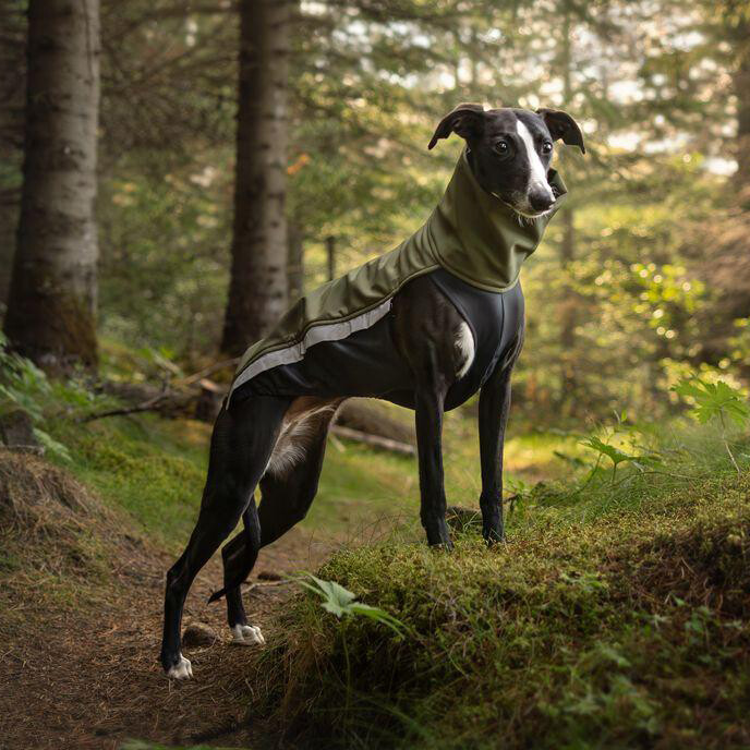 Sofshelljacke Windhund - Greyhound Galgo Whippet Windspiel Jumper Pullover